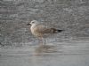 Caspian Gull at Hole Haven Creek (Steve Arlow) (89895 bytes)